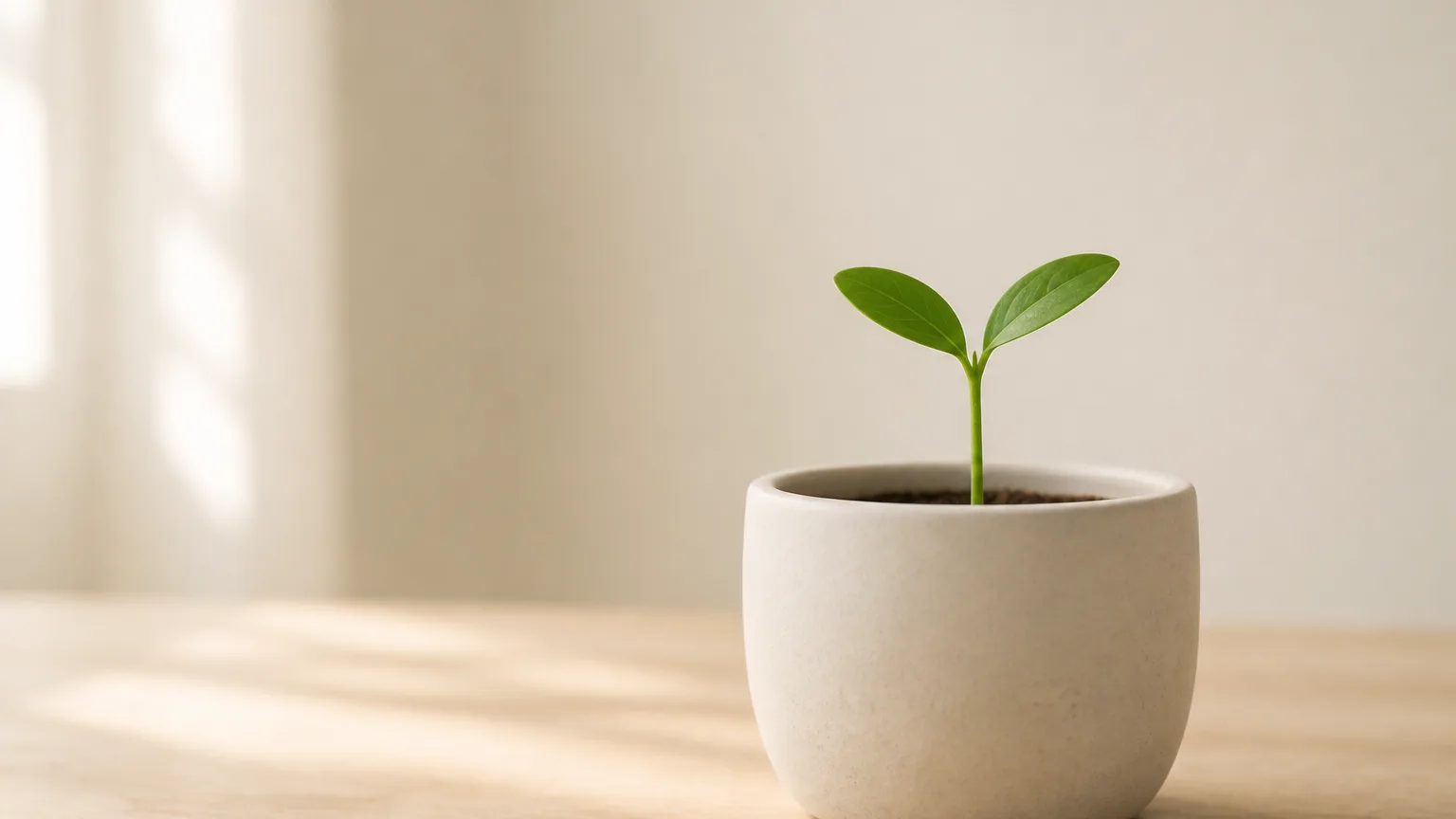 Een jonge groene plant in zacht daglicht.